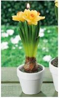 CANDELA NARCISO D6,5XH20 CF4 95204