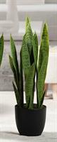 SANSEVIERIA IN VASO H. 68CM 57650