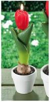 CANDELA TULIPANO D6,5XH21 95201